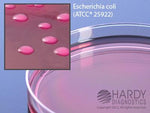 Hardy Diagnostics MacConkey Agar G35 - 10.0 Each