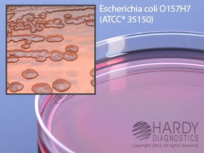 Hardy Diagnostics MacConkey Agar G36 - 10.0 Each