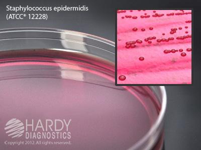 Hardy Diagnostics Mannitol Salt Agar (Msa), For Staphylococcus, 15 x 100 mm Plate - G40 - 10 Each
