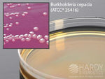Hardy Diagnostics Hardy Diagnostics PC Agar G48 - 10.0 Each - MDL-HADG48