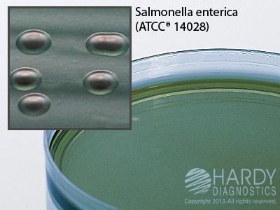 Hardy Diagnostics HE (Hektoen Enteric) Agar G63 - 10.0 Each - MDL-HADG63