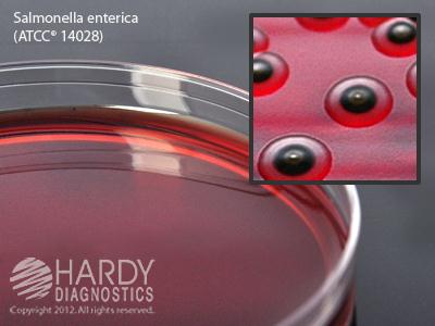 Hardy Diagnostics XLD Agar G65 - 10.0 Each - MDL-HADG65