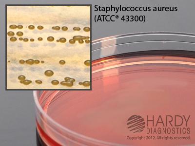 Hardy Diagnostics MSA with Oxacillin G97 - 10.0 Each