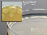 Hardy Diagnostics H11 Mueller Hinton Agar, Large, For Kirby-Bauer Disk Susceptibility Testing, Large 15 x 150 mm Plate - MDL-HADH11 - 10 Each