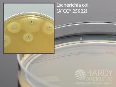 Hardy Diagnostics H11 Mueller Hinton Agar, Large, For Kirby-Bauer Disk Susceptibility Testing, Large 15 x 150 mm Plate - MDL-HADH11 - 10 Each