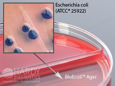 Hardy Diagnostics Bluecoli Urine BiPlate J123 - 10.0 Each