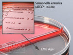 Blood Agar 5%/EMB (Eosin Methylene Blue) - J22 - 10 Each - MDL-HADJ22