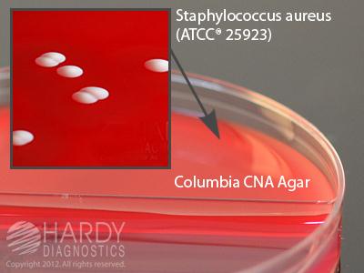 Hardy Diagnostics CNA / MAC BiPlate J62 - 10.0 Each - MDL-HADJ62