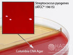 Hardy Diagnostics Bile Esculin Agar J66 - 10.0 Each