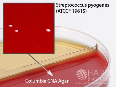 Hardy Diagnostics Bile Esculin Agar J66 - 10.0 Each