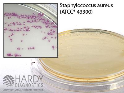 Hardy Diagnostics HardyCHROM MRSA Chromogenic Medium - HADP14
