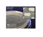 HARDY DIAGNOSTICS TSA with Lecithin and Tween P34 10 Each-MDL-HADP34