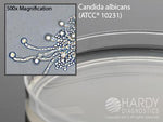 Hardy Diagnostics Corn Meal Agar with Polysorbate 80 Deep Fill W10 - 10.0 Each - MDL-HADW10