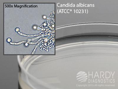 Hardy Diagnostics Corn Meal Agar with Polysorbate 80 Deep Fill W10 - 10.0 Each - MDL-HADW10