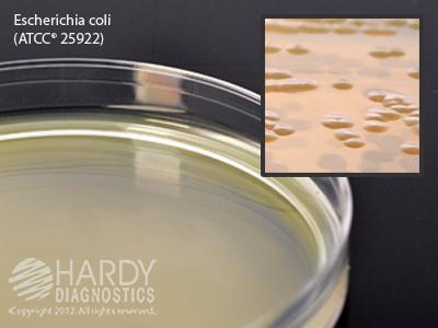 Hardy Diagnostics Brain Heart Infusion Agar W15 - 10.0 Each - MDL-HADW15