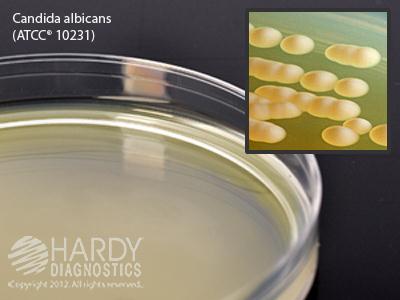 Hardy Diagnostics Malt Extract Agar W28 - 10.0 Each - MDL-HADW28