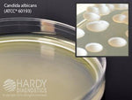 Hardy Diagnostics Sabdex Agars W70 - 10.0 Each