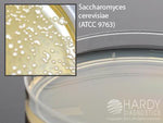 Hardy Diagnostics DC-18 Dichloran-Glycerol Agar W85 - 10.0 Each - MDL-HADW85