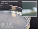 Hardy Diagnostics Potato Dextrose Agar with TA - HADW96