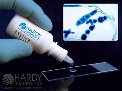Hardy Diagnostics Potassium Hydroxide Z77 - 1.0 Each
