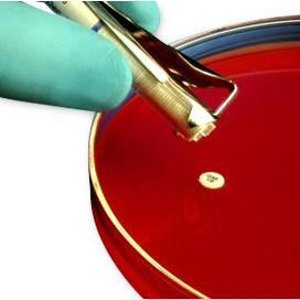 Hardy Diagnostics AST B-10 Bacitracin Antimicrobial Susceptibility Testing Paper Disks, 101mg, 50 Disks / Cartridge, 1 Cartridge / Canister - Z9271 - 1 Each