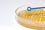 Heathrow Scientific LLC Disposable Inoculating Needle / Loops HS81121D - 1000.0 Each - MDL-HSFHS81121D