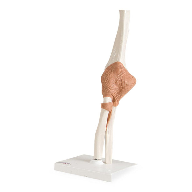 Fabrication Enterprises Functional Elbow Joint Anatomical Model - 954350 - 1 Each