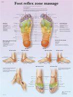 Fabrication Enterprises Inc Anatomical Foot Massage Chart 12-4604P 1.0 Each-MDL-MDSP124604P