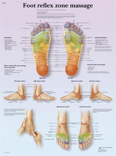 Fabrication Enterprises Inc Anatomical Foot Massage Chart 12-4604P 1.0 Each-MDL-MDSP124604P