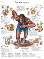 Fabrication Enterprises Inc Laminated Anatomical Charts - MDSP124623L