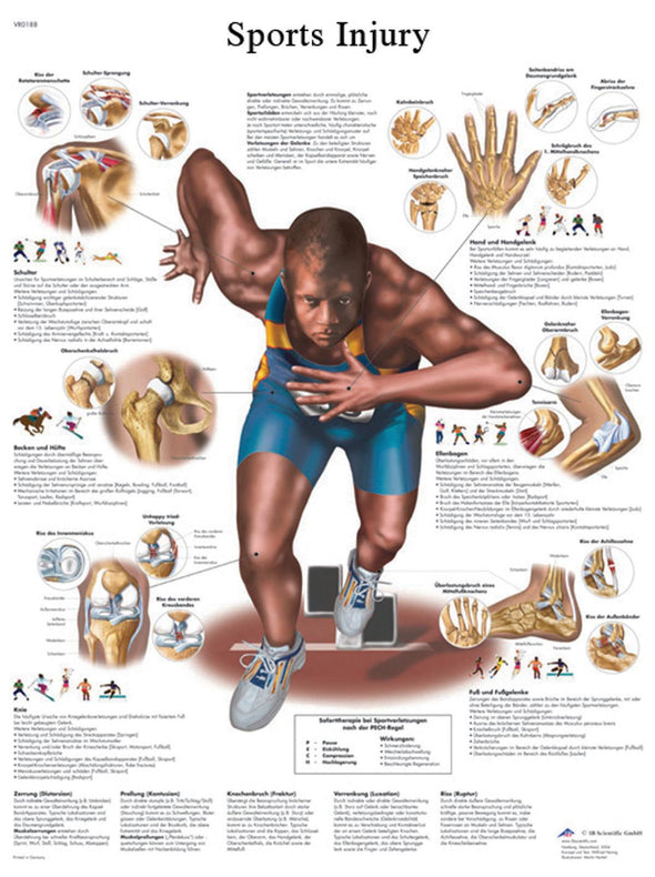Fabrication Enterprises Inc Laminated Anatomical Charts - MDSP124623L