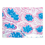 Marketlab Inc. Alcian Blue Stain for Strongly Sulphated Mucin - MKA7205