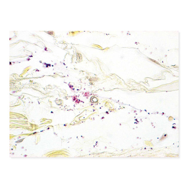 MarketLab McDonald Gram Stain Kit - 7219 - 1 Each