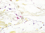 MARKETLAB INC. McDonald Gram Stain Kit 7221 1 Each-MDL-MKA7221