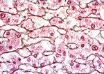 Marketlab Inc. Chandler Reticulum Stain Kit - MKA7240