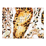 Marketlab Inc. Steiner Stain Kit 7251 - 1.0 Each