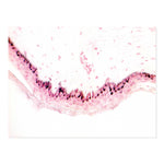Marketlab Inc. Fontana-Masson Stain Kit - MKA7255