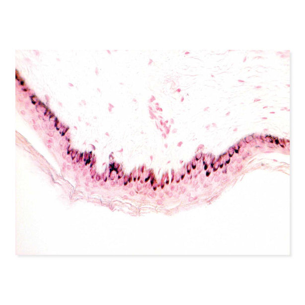Marketlab Inc. Fontana-Masson Stain Kit - MKA7255