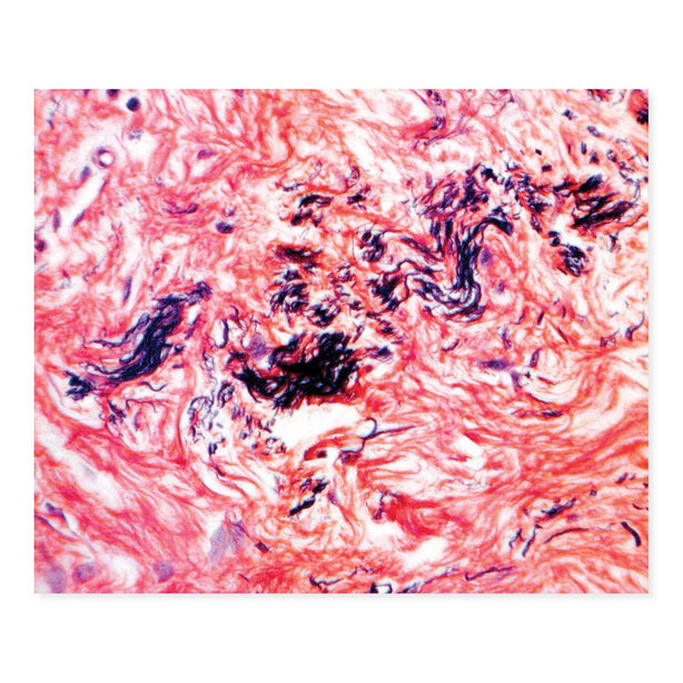 Marketlab Inc. Russell-Movat Pentachrome Kit - MKA7276