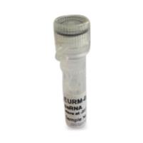 Millipore Corporation Millipore ssRNA Fragments of SARS-CoV2 EURM019-1EA - 1.0 Each