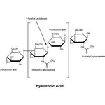 Sigma-Aldrich Co. LLC Hyaluronidase from Bovine Testes H3506-1G - 1.0 Each