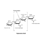 Millipore Corporation Millipore Hyaluronidase from Bovine Testes H3506-500MG - 1.0 Each