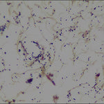 Millipore Corporation Millipore Tissue Gram Stain HT90T-1KT - 1.0 Each