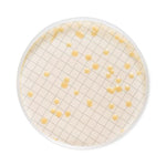 Millipore Milliflex MXSMCTS48 Cassette Prefilled with Tryptic Soy Agar - MDL-MLLMXSMCTS48 - 48 Each