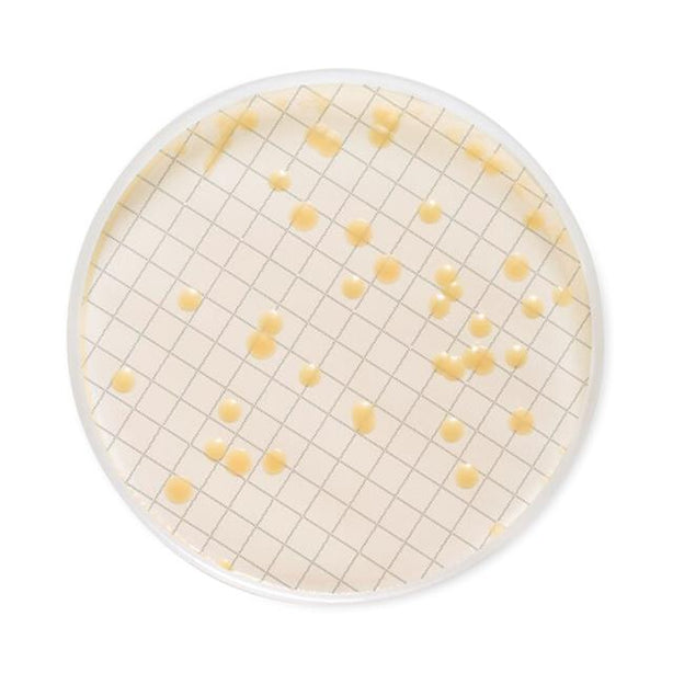 Millipore Milliflex MXSMCTS48 Cassette Prefilled with Tryptic Soy Agar - MDL-MLLMXSMCTS48 - 48 Each