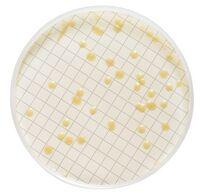 Millipore MXSMTLP48 Milliflex Cassette Prefilled with Tryptic Soy Agar with Polysorbate 80 and Lecithin, 48 per Pack - MDL-MLLMXSMTLP48 - 48 Each