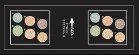 Binocularity iSF-1 Slides - 18070 - 1 Each - MDL-NCA18070