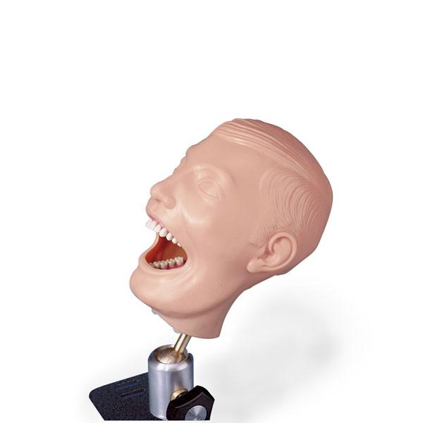 Dental Manikins - SB23464U - 1 Each - MDL-NSCBS23464U