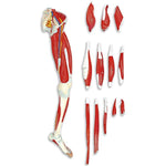 13-Part Leg Muscle Models - LA00131U - 1 Each - MDL-NSCLA00131U