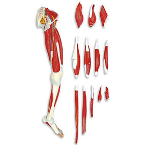 13-Part Leg Muscle Models - LA00131U - 1 Each - MDL-NSCLA00131U